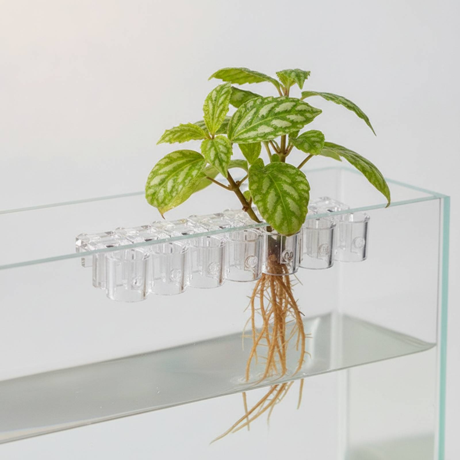 Набор из 6 прозрачных гидропон – обзор и цена Aquarium Planting