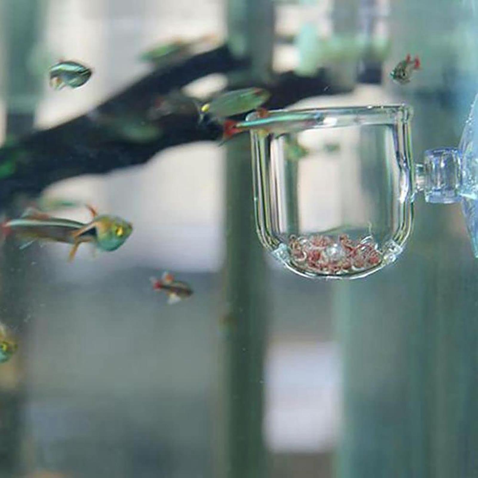 Горшок для аквариумных растени – обзор и цена Aquarium Plant Seeds