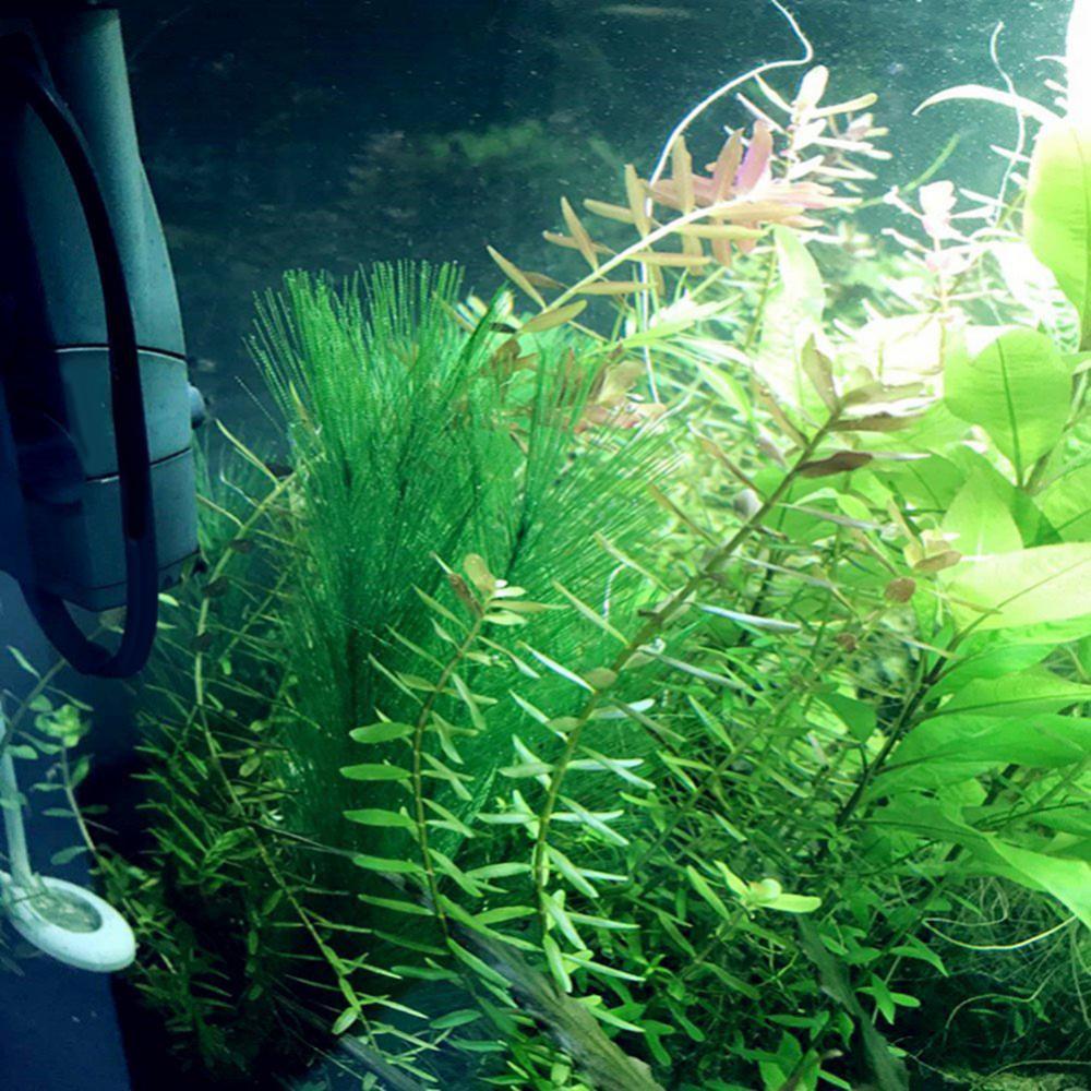 1/3 шт. 28/40 см аквариум иску – обзор и цена Aquarium Plant Live