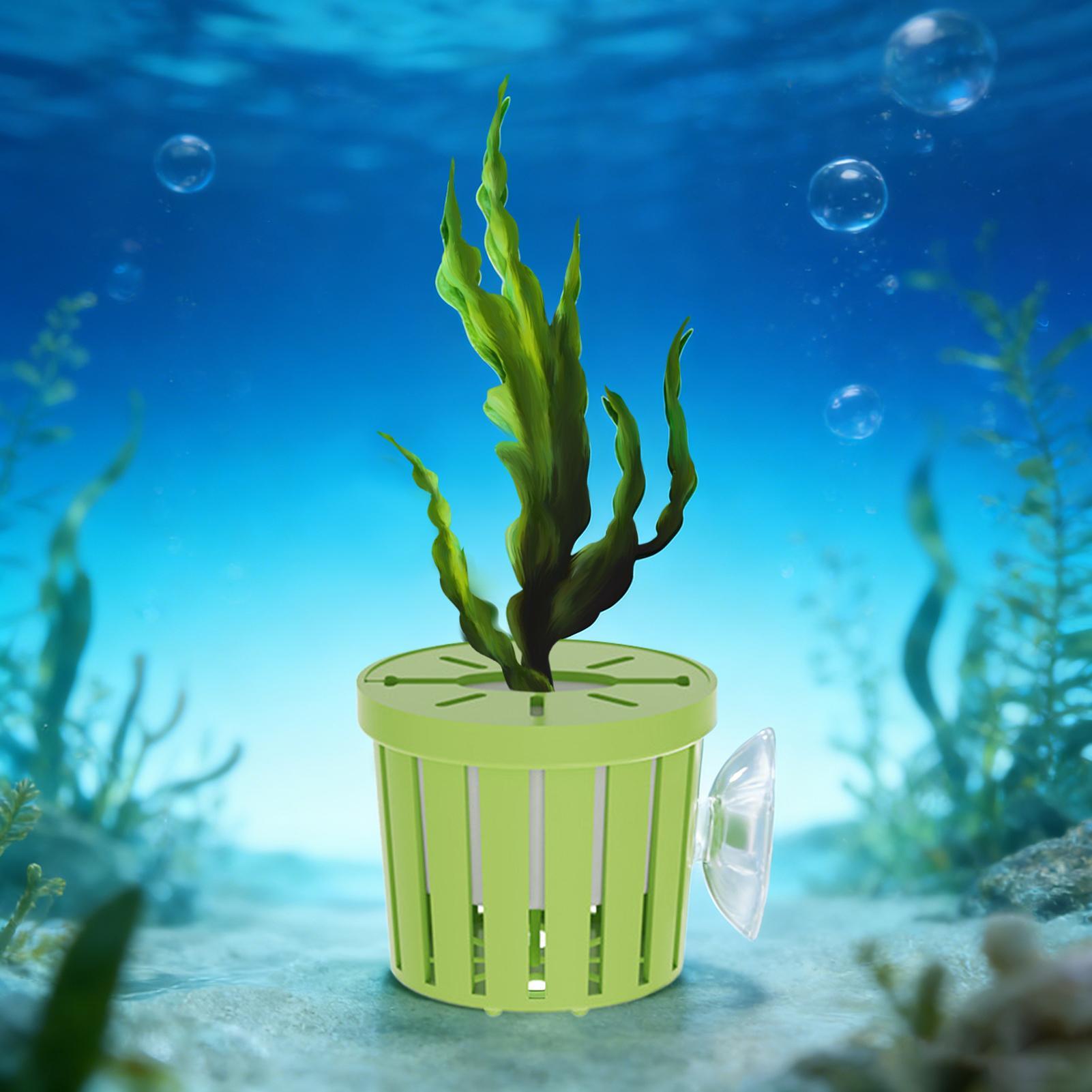 Набор из 4 гидропонных корзин  – обзор и цена Aquarium Planted Background