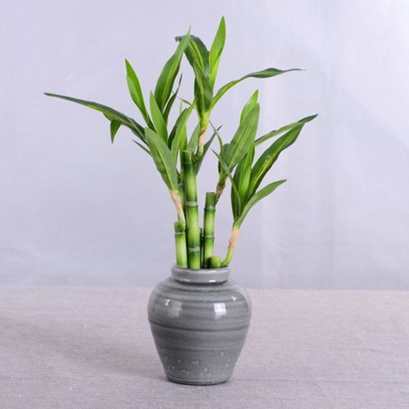 Новый 40 см искусственный счас – обзор и цена Aquarium Planted Tank