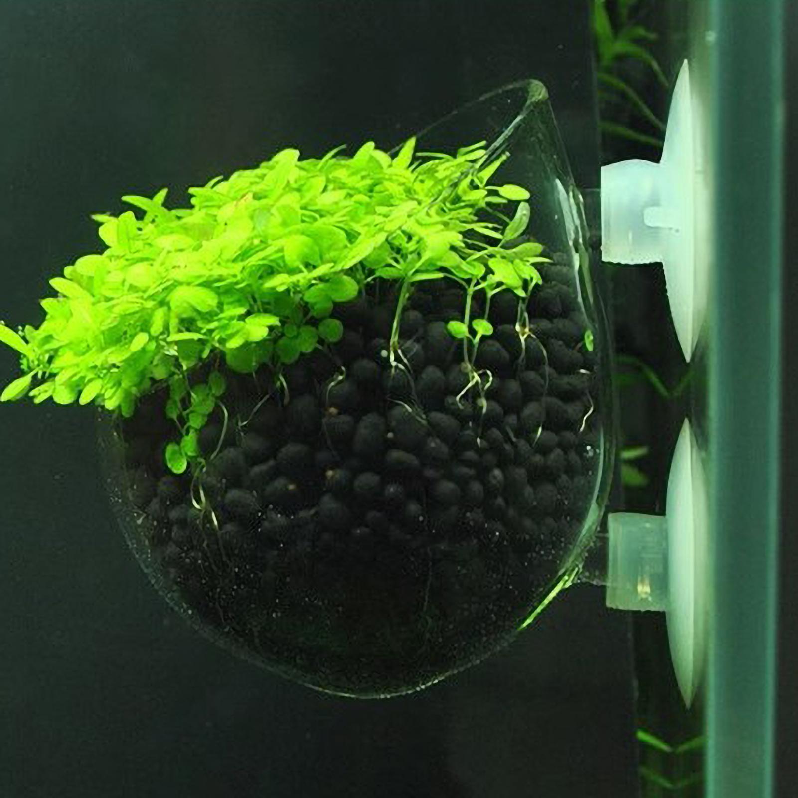 Держатель для аквариумных раст – обзор и цена Aquarium Plant Live
