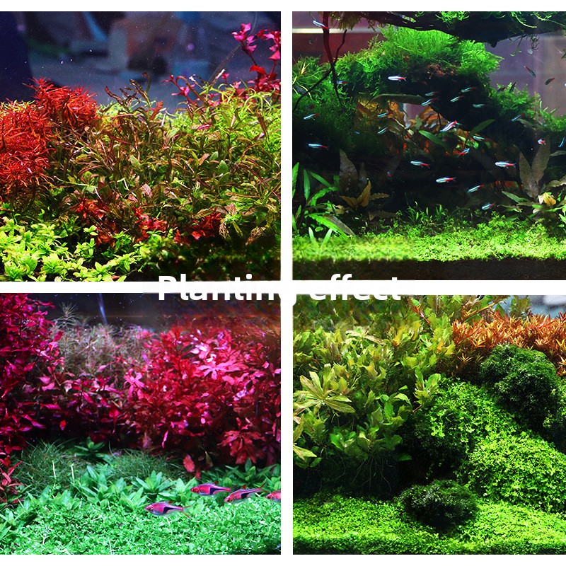SYSENCIAGA посаженная аквариум – обзор и цена Aquarium Planted Tank