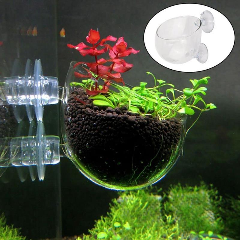 Акриловая чашка для водных рас – обзор и цена Aquarium Planted Seeds