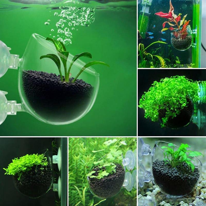 Акриловая чашка для водных рас – обзор и цена Aquarium Planted Seeds