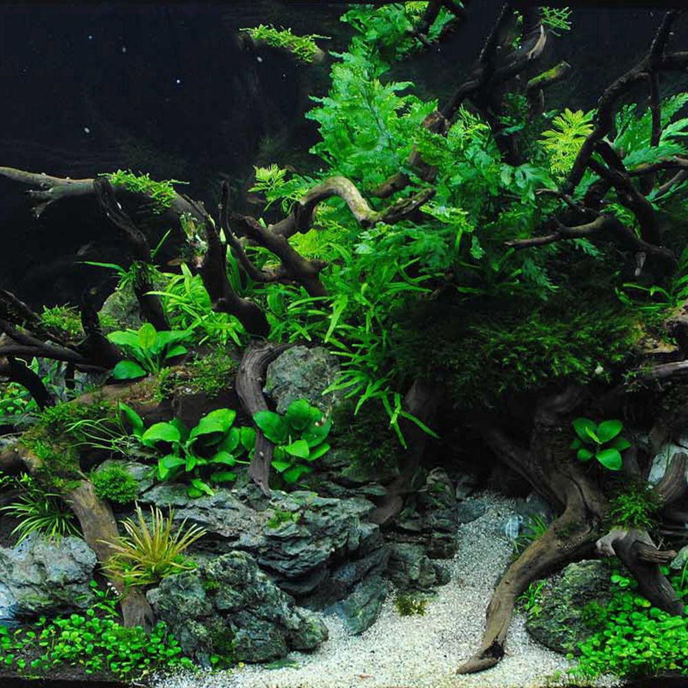 Дерево N1N, ландшафтный дизайн – обзор и цена Aquarium Planted Wood