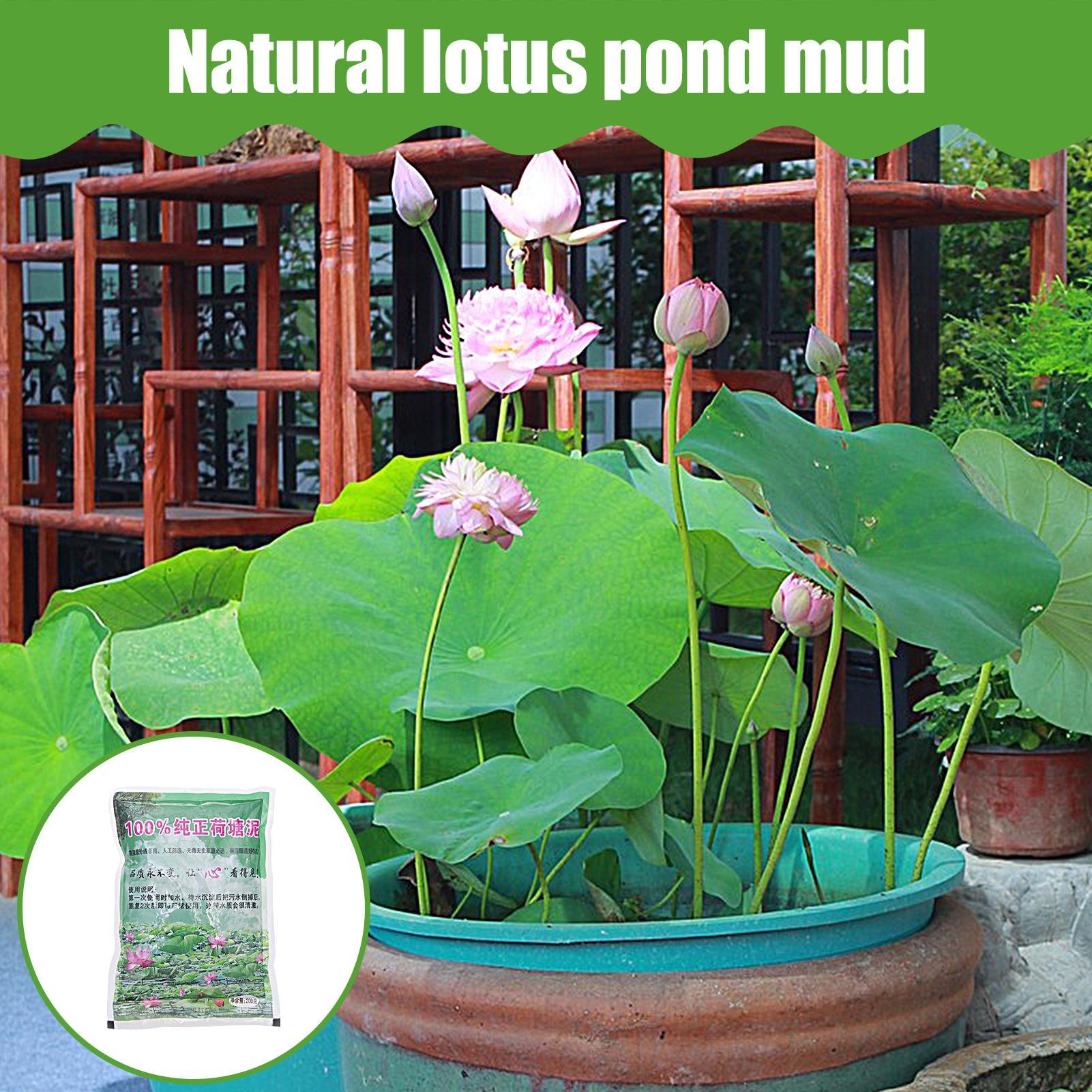 200 г/упаковка. Натуральный гр – обзор и цена Aquarium Plant Seeds
