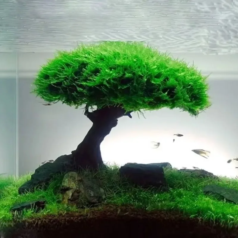 Украшение для аквариума, расте – обзор и цена Planted Aquarium Without Fish