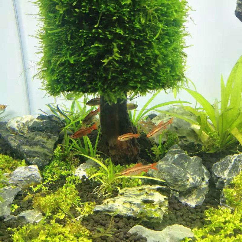 Аквариумное украшение, водные  – обзор и цена Aquarium Planted Seeds