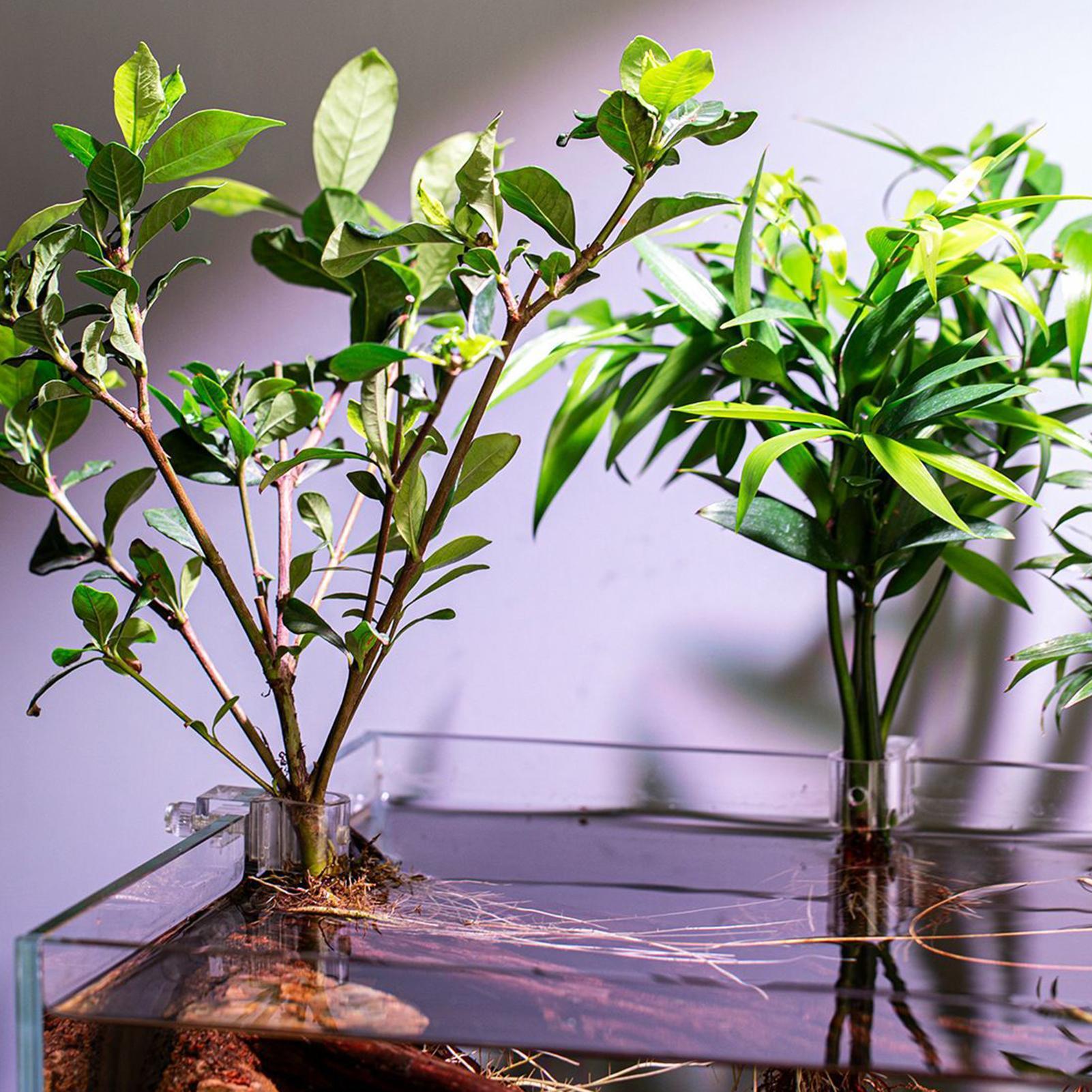 Держатели для растений для акв – обзор и цена Aquarium Plant Live