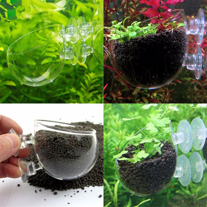 Стеклянная цилиндрическая чашк – обзор и цена Aquarium Planted Seeds