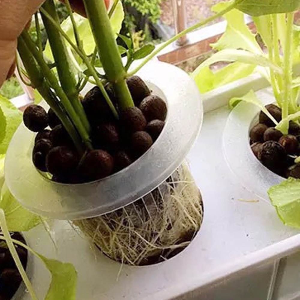 10/50 шт. прочные посадочные а – обзор и цена Aquarium Planted Seeds